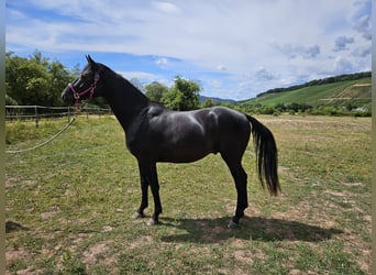 Hannoveraner, Wallach, 3 Jahre, 169 cm, Rappe, in Ayl