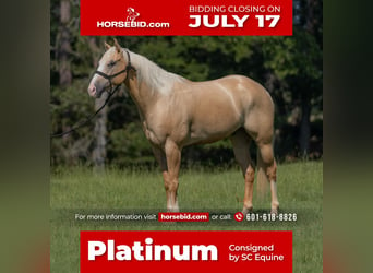 Quarter horse américain, Hongre, 5 Ans, 152 cm, Palomino, in Vicksburg, MS,