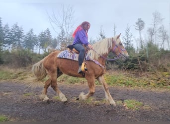 Sonstige Rassen, Stute, 5 Jahre, 156 cm, Fuchs, in Linkenbach