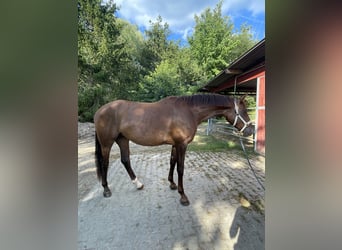 Mare 3 years