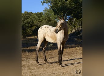 Spanish Sporthorse, Stallion, Foal (03/2024), Leopard-Piebald, in Navalperal De Pinares,