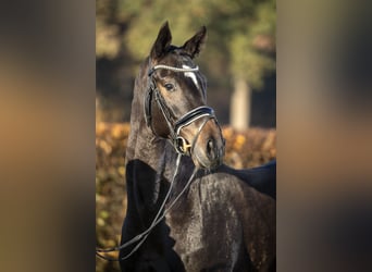 Rheinländer, Stute, 10 Jahre, 170 cm, Rappe, in Moers,