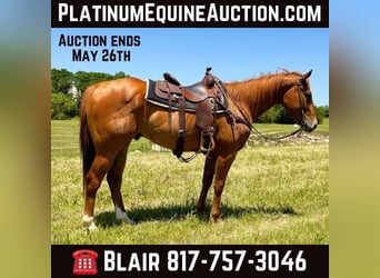 American Quarter Horse, Wallach, 6 Jahre, Rotfuchs, in Weatherford TX,