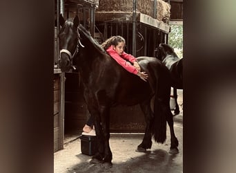 Friesen, Stute, 4 Jahre, 155 cm, Rappe, in Barneveld