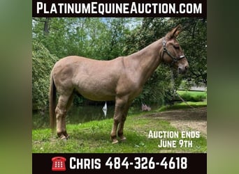 Mule, Gelding, 9 years, 14,1 hh, Dun, in Cochranville PA,