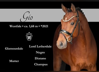 Westphalian, Gelding, 4 years, 16.1 hh, Brown, in Wehringen,
