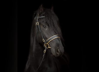 Friesian horses, Gelding, 6 years, 16 hh, Black, in Bad Wurzach,