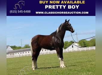 Spotted Saddle Horse, Gelding, 8 years, 15 hh, Tobiano-all-colors, in Lewisburg,TN,