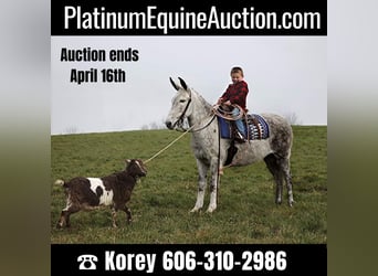 Quarter horse américain, Hongre, 8 Ans, 137 cm, Gris pommelé, in Whitley City KY,