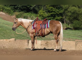 Caballo cuarto de milla, Caballo castrado, 12 años, 152 cm, Palomino, in Millersburg,