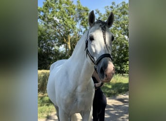 PRE, Hengst, 14 Jahre, 166 cm, Schimmel, in Gro&#xDF; Enzersdorf,