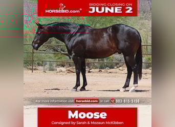 American Quarter Horse, Gelding, 12 years, 15.1 hh, Brown, in Cave Creek, AZ