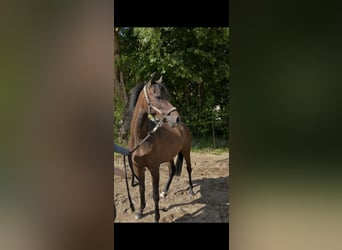 Deutsches Reitpony, Stute, 3 Jahre, 136 cm, Brauner, in Porta Westfalica