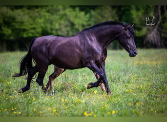 PRE, Mare, 15 years, 15.2 hh, Black, in DEAUVILLE,