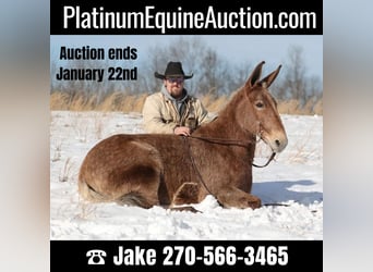 Mule, Mare, 12 years, Tobiano-all-colors, in Jamestown KY,