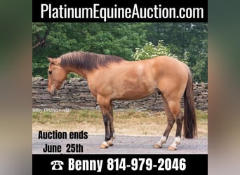 American Quarter Horse, Wallach, 11 Jahre, Falbe, in Everett PA,