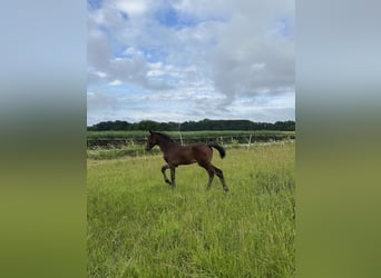 Stallion 