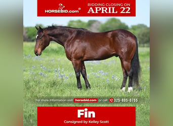 Quarter horse américain, Hongre, 12 Ans, 152 cm, Bai cerise, in Weatherford, TX,