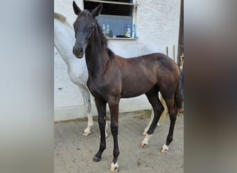 German Sport Horse, Stallion, 1 year, in Kammeltal,