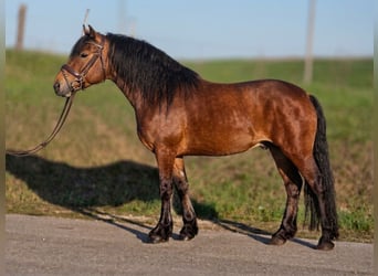 Más ponis/caballos pequeños, Caballo castrado, 4 años, 152 cm, Castaño, in Békéscsaba