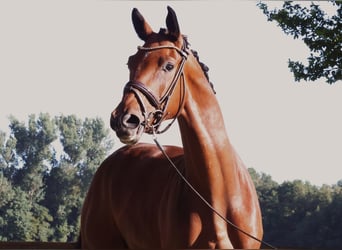 Westfale, Wallach, 3 Jahre, 168 cm, Brauner, in Horstmar