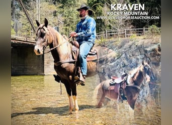 Rocky Mountain Horse, Gelding, 5 years, 15 hh, Brown, in Canton, NC,