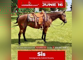 American Quarter Horse, Mare, 11 years, 14,3 hh, Bay, in Cannon Falls, MN