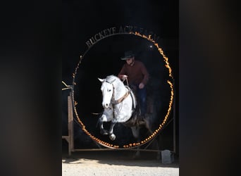 Quarter horse américain, Hongre, 7 Ans, Gris pommelé, in Millersburg,