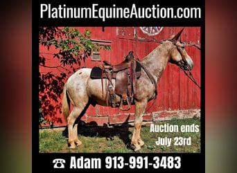 Quarter horse américain, Hongre, 10 Ans, 150 cm, Rouan Rouge, in LaCygne, KS,