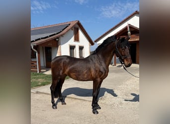 Węgierski koń sportowy, Wałach, 6 lat, 152 cm, Gniada, in Tass