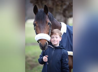 Poney de selle allemand, Jument, 8 Ans, 148 cm, Bai, in Münster