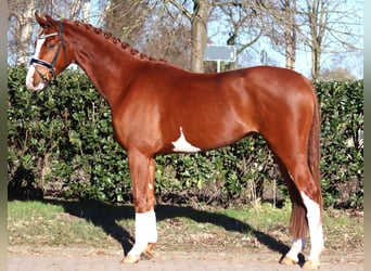 Hanoverian, Gelding, 4 years, 16 hh, Chestnut-Red, in Selsingen