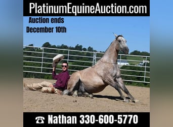 American Quarter Horse, Wallach, 7 Jahre, 152 cm, Buckskin, in Millersburg, OH,