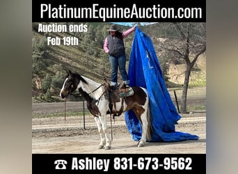 American Quarter Horse, Wallach, 6 Jahre, Rotbrauner, in Paicines CA,