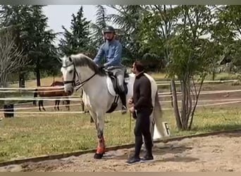 Lusitano, Gelding, 8 years, 16.1 hh, Gray, in Madrid,