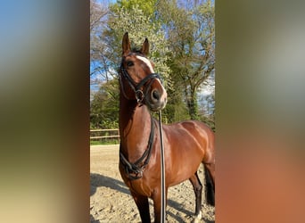 Hanoverian, Gelding, 12 years, 16.1 hh, Bay-Dark, in Loxstedt,