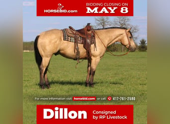 American Quarter Horse, Gelding, 5 years, Buckskin, in Buffalo, MO,