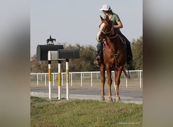 American Quarter Horse, Wallach, 6 Jahre, 147 cm, Dunkelfuchs, in Weatherford TX,