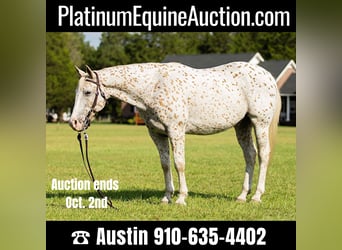 Quarter horse américain, Hongre, 16 Ans, 152 cm, Blanc, in Fayetteville NC,