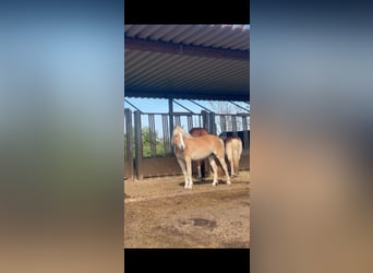 Marlu