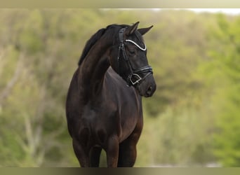 Hanoverian, Mare, 4 years, 16 hh, Bay-Dark, in Windhagen