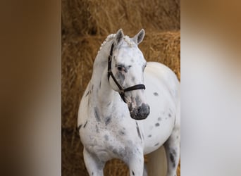 Appaloosa, Ruin, 6 Jaar, 150 cm, Appaloosa, in Zieuwent