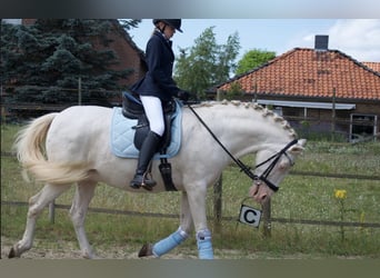 Reitbeteildigung gesucht 