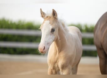 American Quarter Horse, Merrie, Veulen (01/2026), Palomino, in Tollebeek