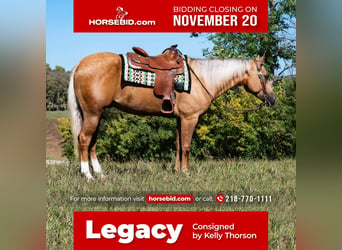 American Quarter Horse, Gelding, 5 years, 15.2 hh, Palomino, in Fergus Falls, MN,