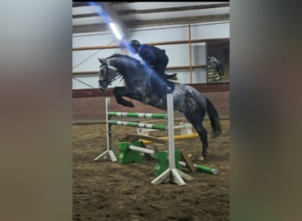 Belgisches Sportpferd, Wallach, 6 Jahre, 172 cm, Rappschimmel, in Borstel