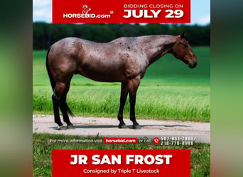 American Quarter Horse, Wallach, 11 Jahre, 157 cm, Roan-Bay, in Nevis, MN,