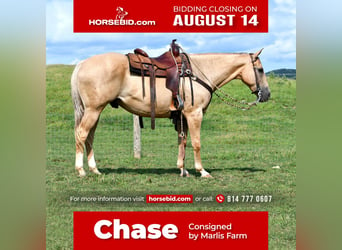 American Quarter Horse, Wallach, 13 Jahre, Palomino, in Rebersburg, PA,