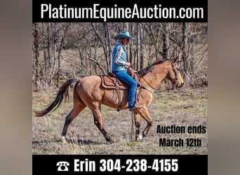 Tennessee Walking Horse, Wallach, 10 Jahre, 152 cm, Buckskin, in Hillsboro KY,