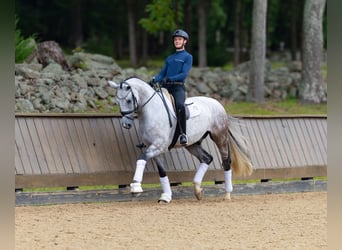 Hanoverian, Gelding, 6 years, 17 hh, Grey, in Califon New Jersey